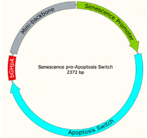 Senescence-reStricted Apoptosis Switch